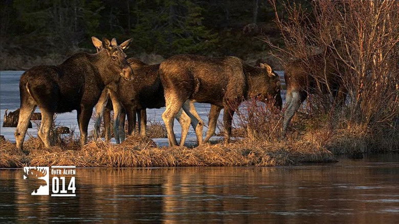 Still image for Den stora älgvandringen season 1 episode 14: Slow tv day 14