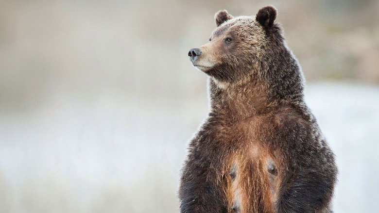 Imatge de Grizzly 399: Queen of the Tetons