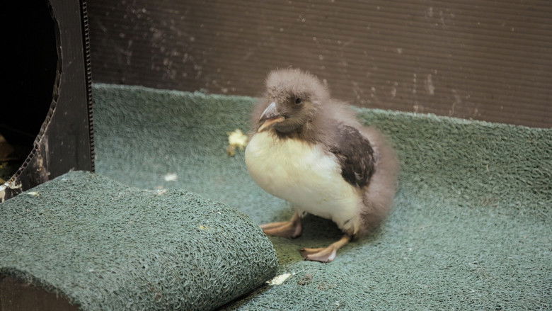 Still image for Secrets of the Zoo: North Carolina season 1 episode 7: Puffin But Trouble Still image for Secrets of the Zoo: North Carolina season 1 episode 7: Puffin But Trouble