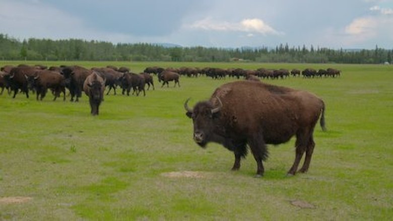 Win the Wilderness: Alaska 1×3