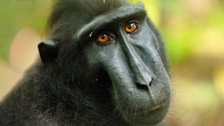 Still image for Islands in Time: A Wildlife Odyssey season 1 episode 1: Born of Fire Still image for Islands in Time: A Wildlife Odyssey season 1 episode 1: Born of Fire