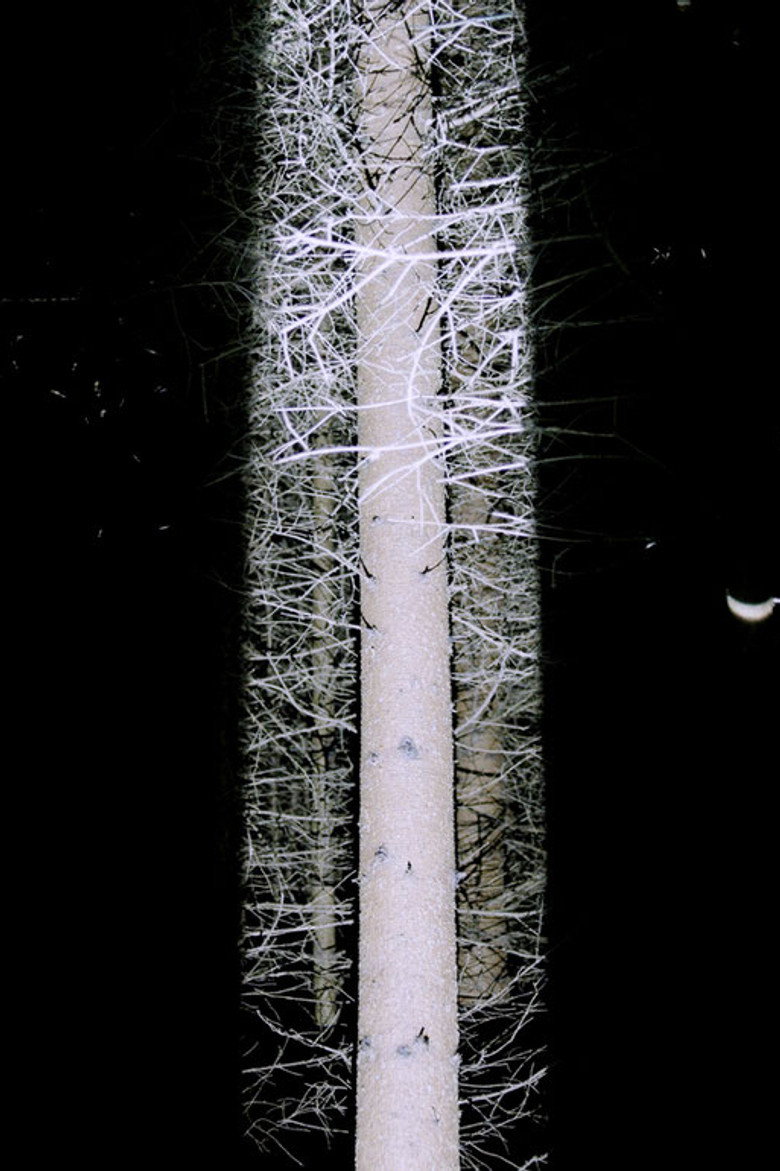 Imatge de De Natura Tenebrarum