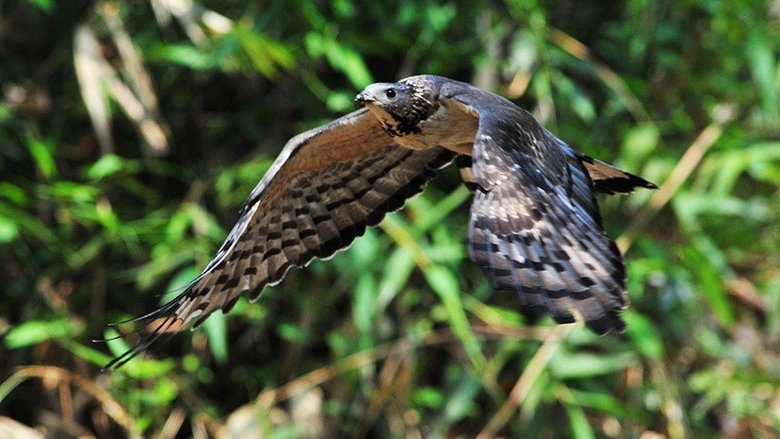 The Oriental Honey Buzzards of Ninety-nine Peaks