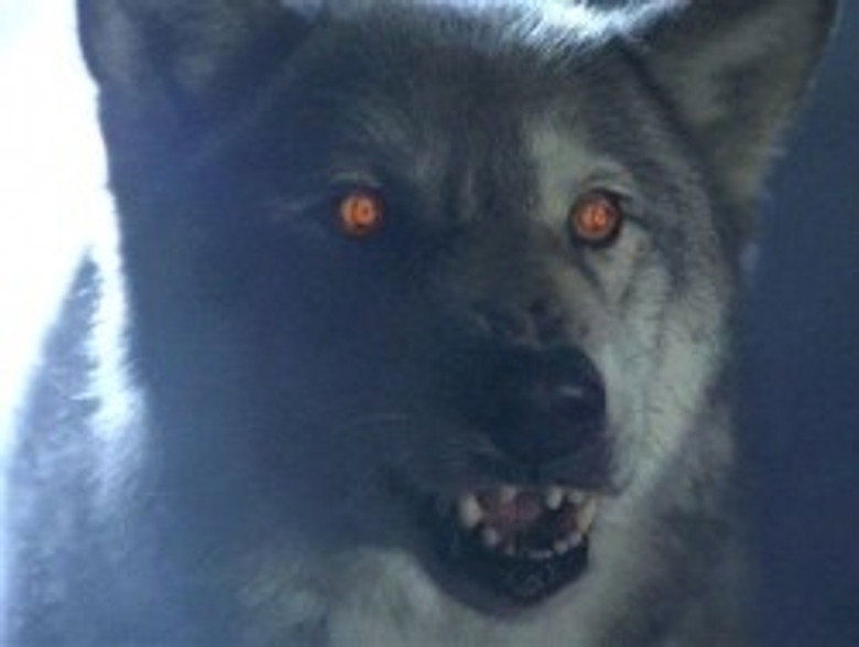 The X-Files S06E16 — Alpha episode still