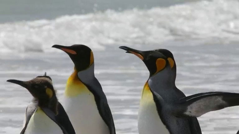 Still image for If I Were an Animal season 1 episode 37: If I Were a Penguin Still image for If I Were an Animal season 1 episode 37: If I Were a Penguin