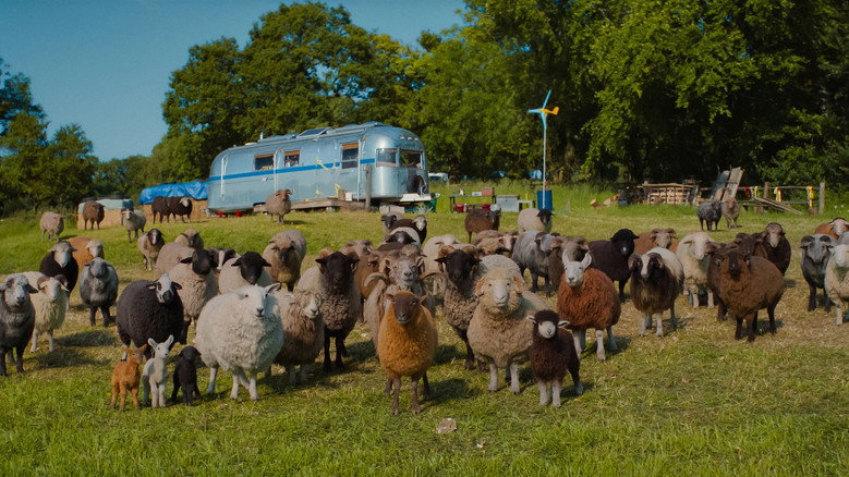 The Sheep Detectives - imagen 14