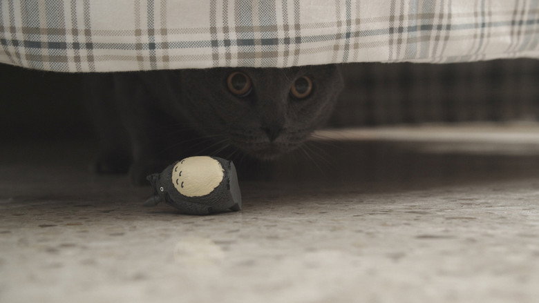 Image d'arrière-plan 1 du film Mordisquitos