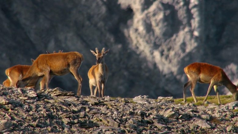 Engadin: Switzerland's Wilderness movie poster