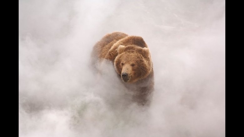 Terre des ours en streaming