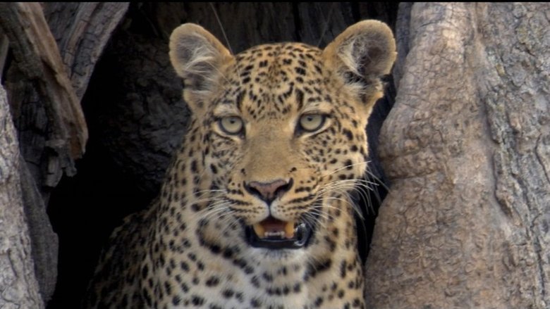 Still image for If I Were an Animal season 1 episode 22: If I Were a Leopard Still image for If I Were an Animal season 1 episode 22: If I Were a Leopard