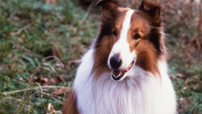 Lassie : Des amis pour la vie movie poster