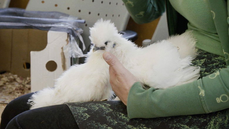 Still image for Ambulances animales season 1 episode 18: Episode 18 Still image for Ambulances animales season 1 episode 18: Episode 18