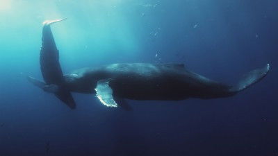 Still image for Wild Wild East season 1 episode 14: Migration Still image for Wild Wild East season 1 episode 14: Migration