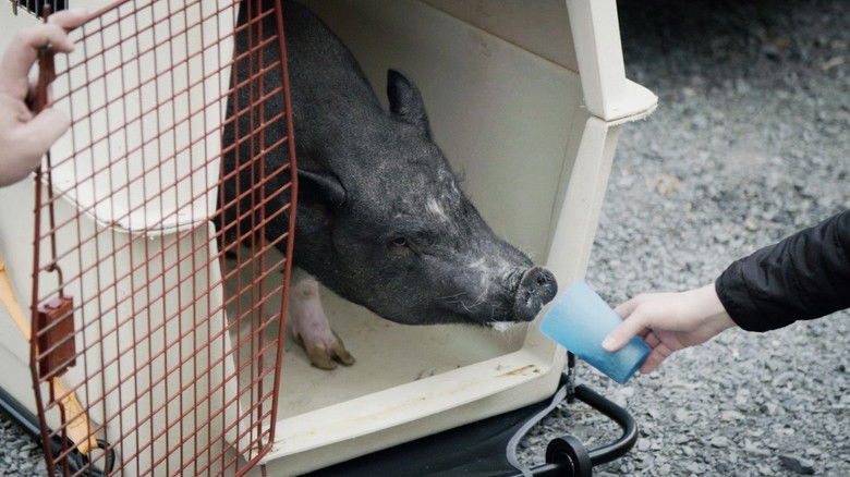 Still image for Ambulances animales season 1 episode 14: Episode 14 Still image for Ambulances animales season 1 episode 14: Episode 14