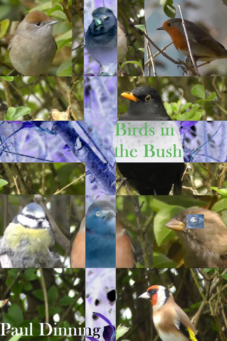Imatge de Birds in the Bush