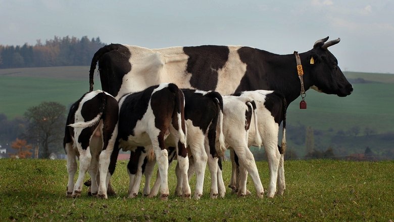 The+Secret+Life+of+Cows