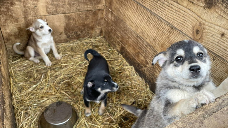 Image d'arrière-plan 1 du film Dogs and War: What I saw in Ukraine