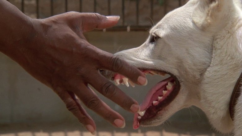 White Dog (1982)