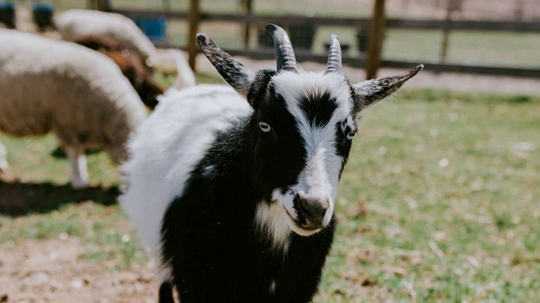 Still image for Saved By The Barn season 1 episode 5: Working At The Cow Wash Still image for Saved By The Barn season 1 episode 5: Working At The Cow Wash