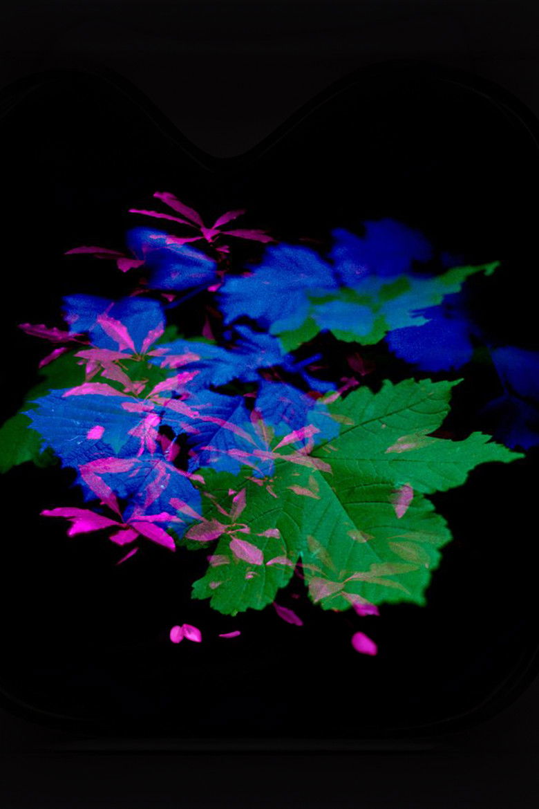 Imatge de Nocturno Para Uma Floresta