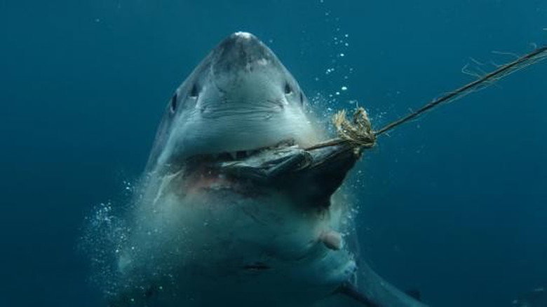 Imatge de Boss Shark