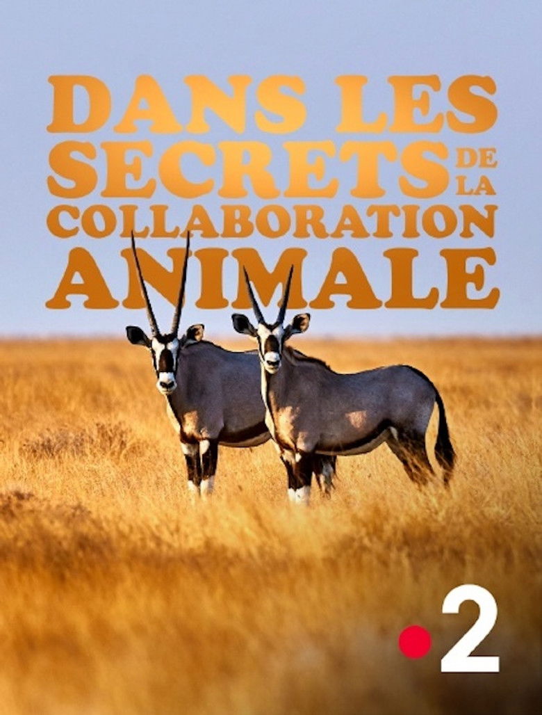 Imatge de Dans les secrets de la collaboration animale