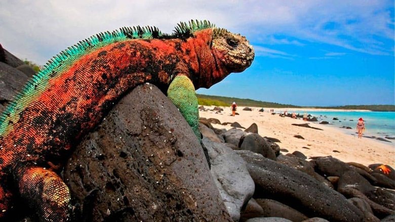 The Dragons Of Galapagos