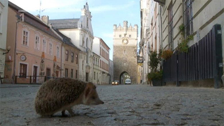Podivuhodná cesta ježka Aladina Sezóna 1 Epizoda 12 bombuj