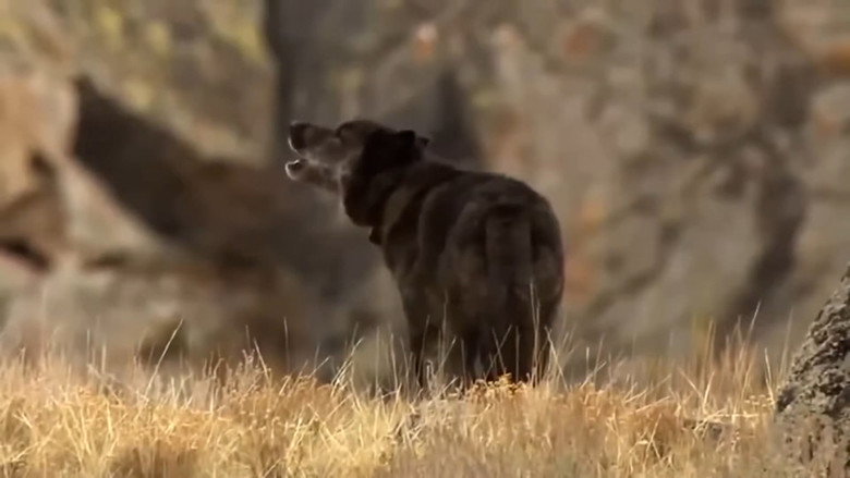 National Geographic - La revanche des loups 1