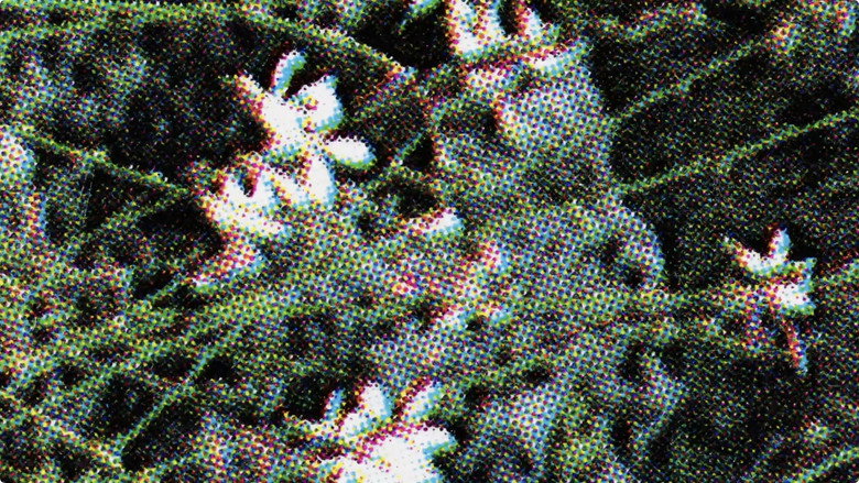 Flowers (Nahbild) galeri 1