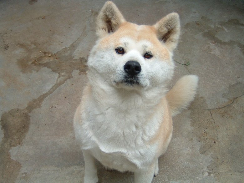 Hachi-ko