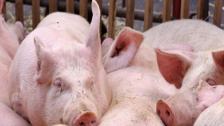 Abattoirs, élevages, braconnage, les nouveaux scandales de la maltraitance animale movie poster