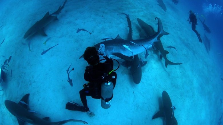 Shark Dive movie poster