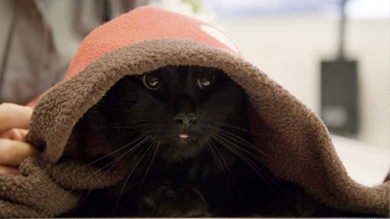 Still image for Ambulances animales season 1 episode 25: Episode 25 Still image for Ambulances animales season 1 episode 25: Episode 25