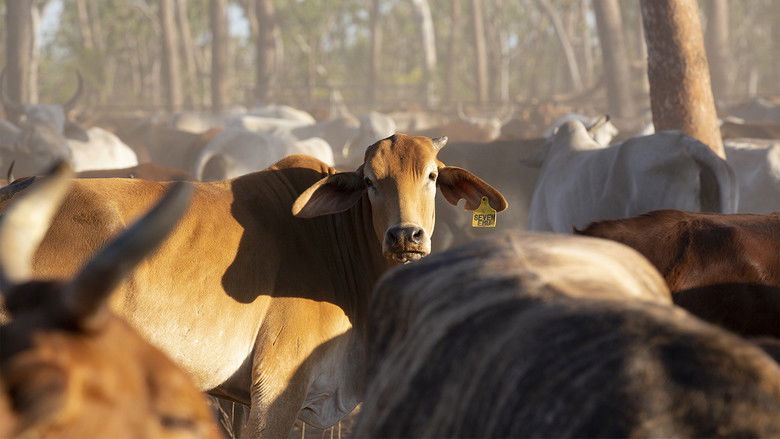 Still image for Outback Ringer season 1 episode 1: Episode 1 Still image for Outback Ringer season 1 episode 1: Episode 1