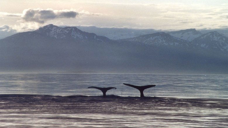 A Life Among Whales (2005)