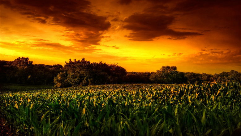 Backdrop de Children of the Corn Collection
