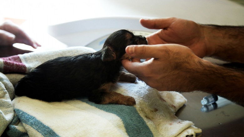 Still image for Ambulances animales season 1 episode 5: Episode 5 Still image for Ambulances animales season 1 episode 5: Episode 5