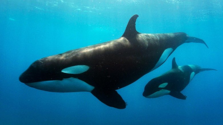 Still image for Queens season 1 episode 6: Coastal Queens Still image for Queens season 1 episode 6: Coastal Queens