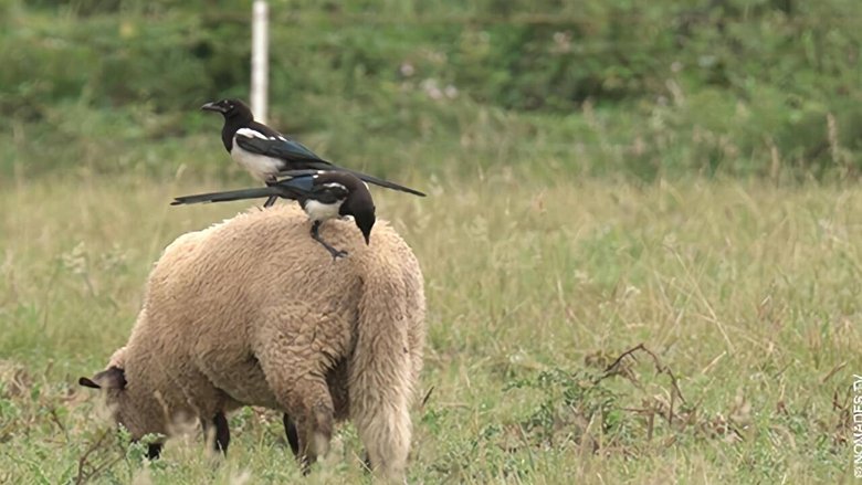 Still image for Des bêtes et des sorcières season 1 episode 3: Episode 3