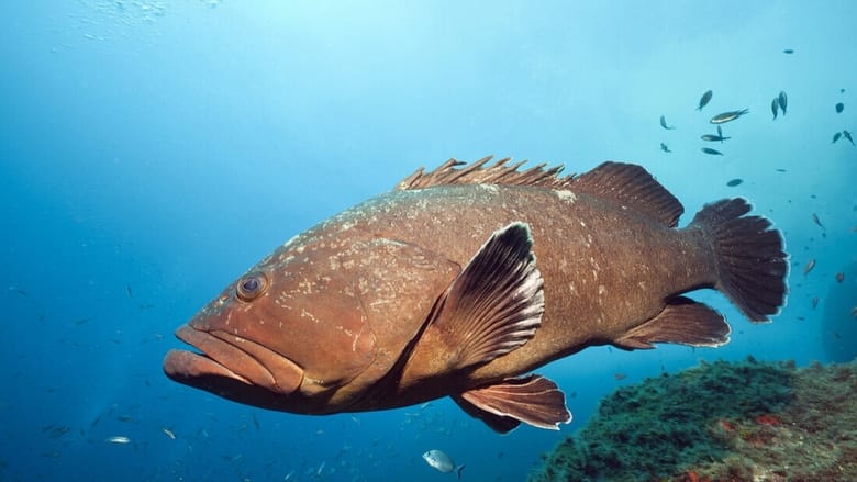 La Méditerranée révélée