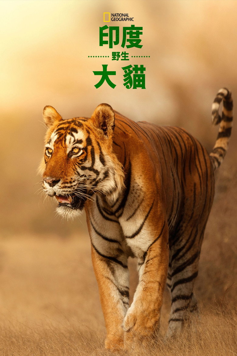 印度野生大猫 (2020)-光鸭·臻影社