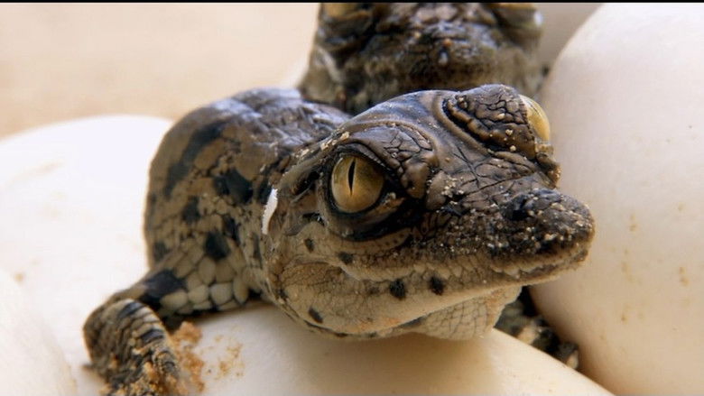 Still image for If I Were an Animal season 1 episode 16: If I Were a Crocodile Still image for If I Were an Animal season 1 episode 16: If I Were a Crocodile