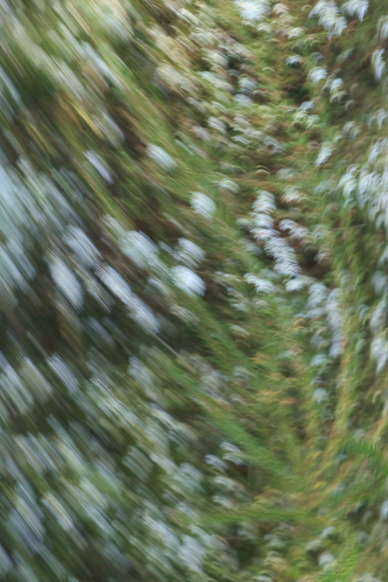 Imatge de Weeds and Wildflowers