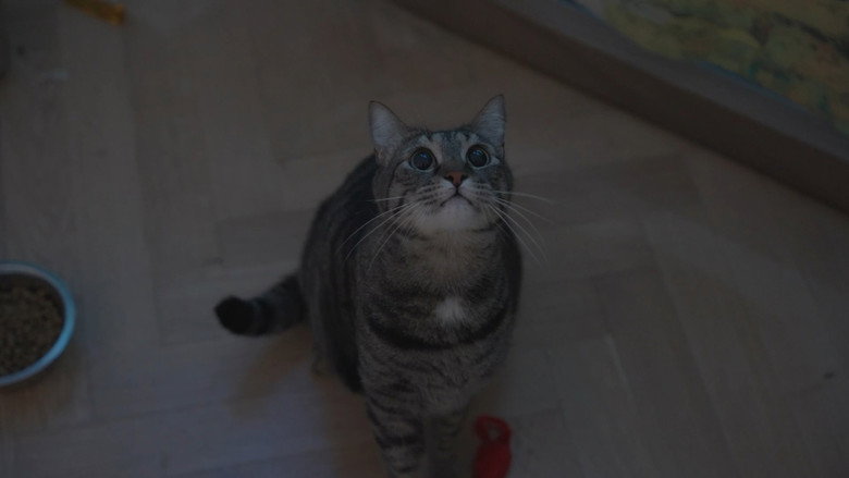Cama de Gato 2