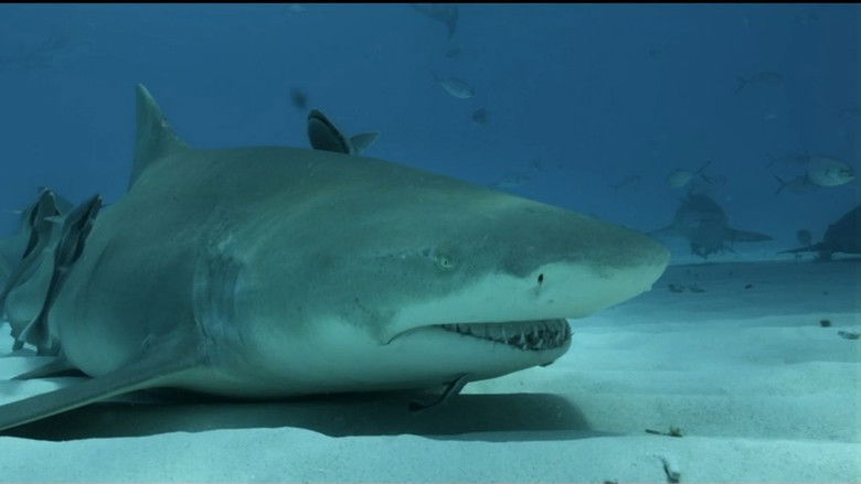 Still image for If I Were an Animal season 1 episode 40: If I Were a Lemon Shark Still image for If I Were an Animal season 1 episode 40: If I Were a Lemon Shark