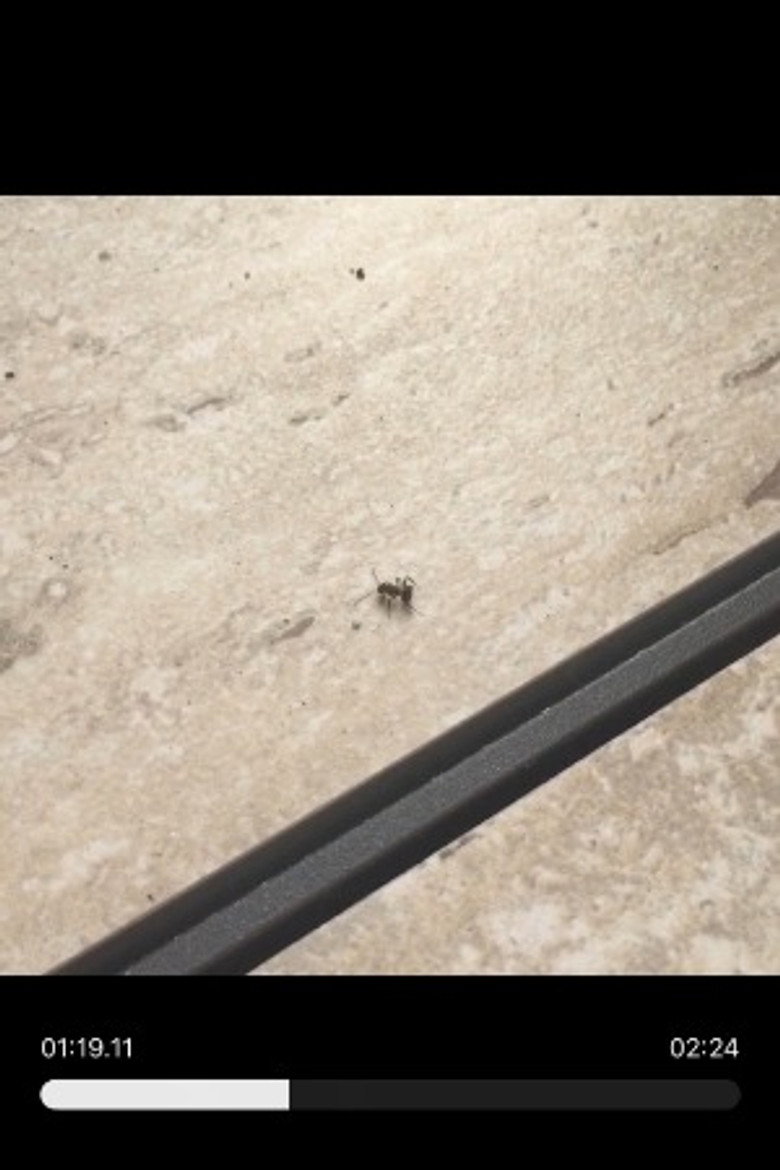 Photo de Random Ant