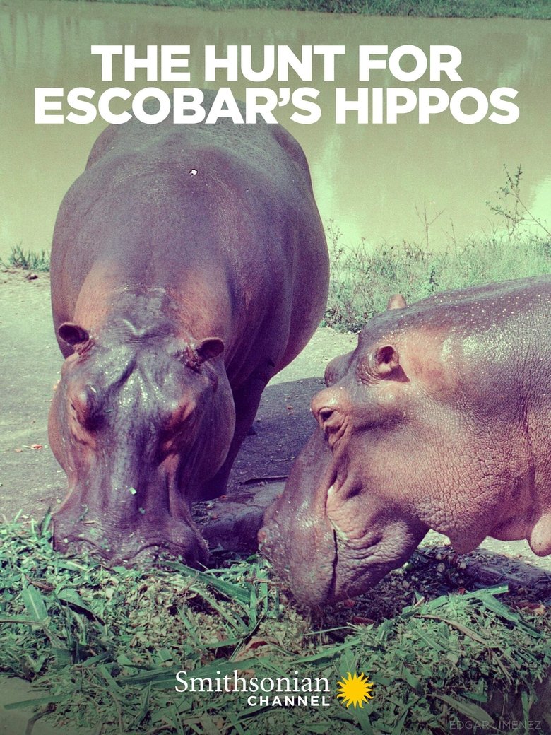 The Hunt for Escobar's Hippos main poster