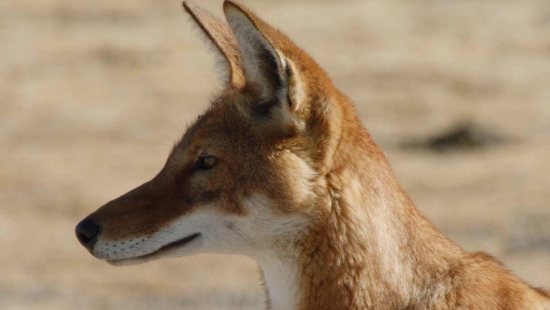 Africa's Lost Wolves galeri 2