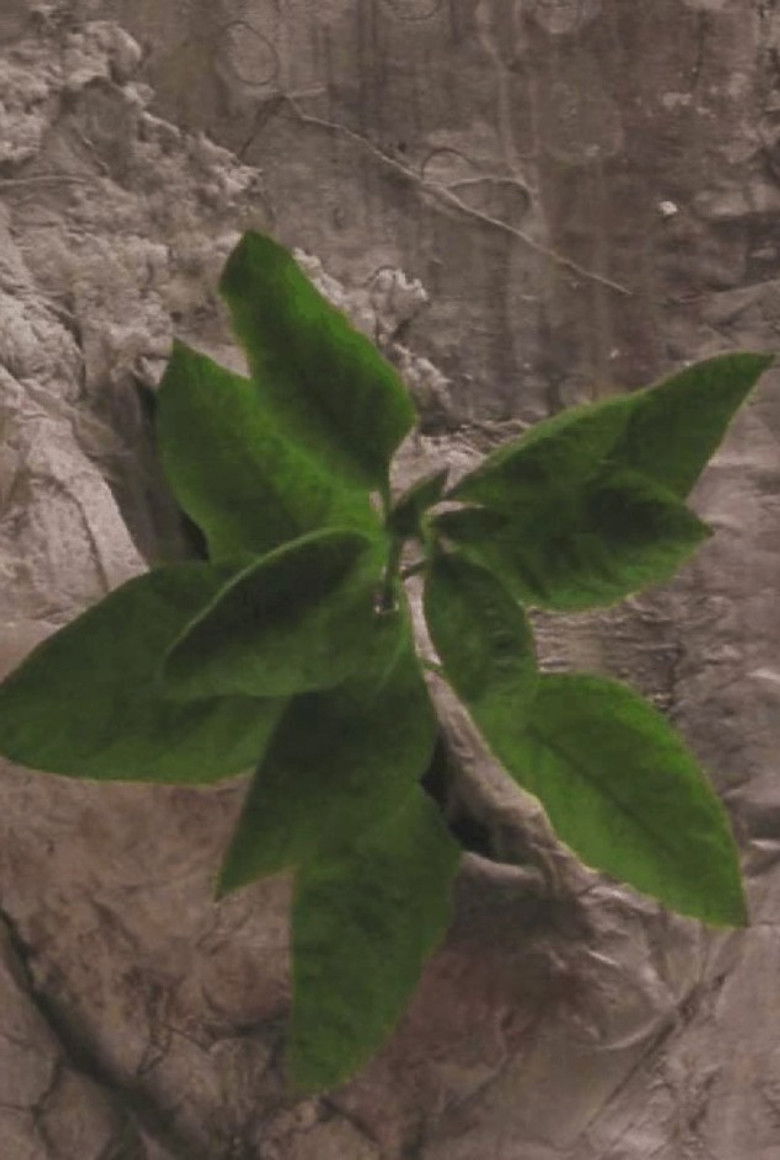 Imatge de o.μικρόν Ω.μέγα